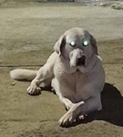 Avatar de Usuario